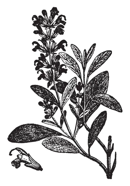 Obraz Przedstawiający Gałęzi Kwiatów Roślin Mędrca Jest Roślina Wykorzystywane Aromatyzowania — Wektor stockowy