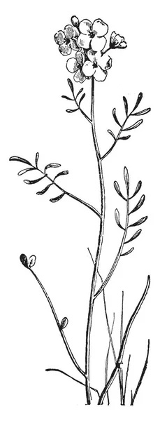 Detta Charmig Wildflower Som Finns Sanka Eller Fuktig Mark Särskilt — Stock vektor