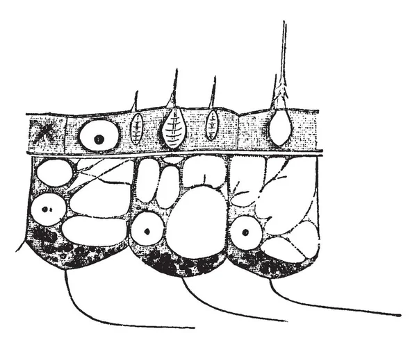 Paroi Corps Contient Chacun Noyau Plusieurs Granules Sombres Dessin Ligne — Image vectorielle