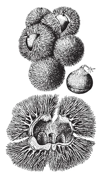 이미지는 너트와 밤나무 라고도 Castanea Pumila의 가시를 보여줍니다 열매는 Cupule — 스톡 벡터