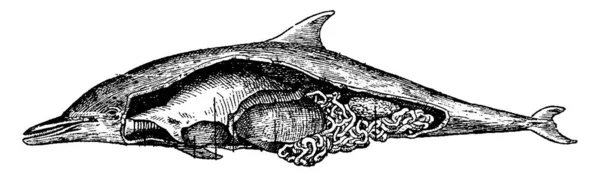 Delfin Vintage Vésett Illusztráció Állatok 1880 Ban Természettudományi — Stock Vector