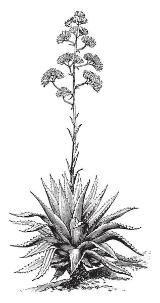Agave, vintage engraved illustration. La Vie dans la nature, 1890