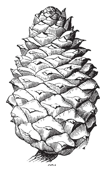 Bu bir çam kozalağı görüntüsüdür. Bir bütün Pistillate çiçek, vintage çizgi çizme gibi oyma illüstrasyon.