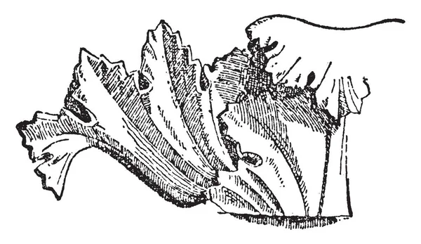 Copa Hoja Una Corona Diseño Griego Estela Dibujo Línea Vendimia — Vector de stock