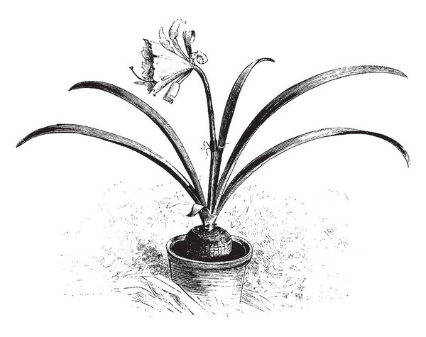 This picture represents Hymenocallis Andreana flower grows thin & its leaves are pale green flowers are one & half feet tall, vintage line drawing or engraving illustration.