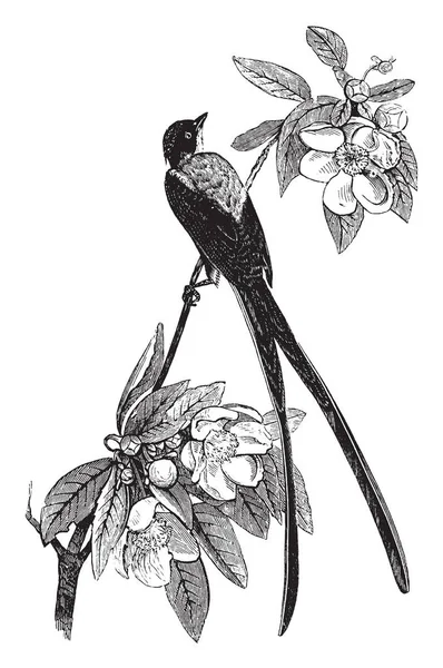 Savannah Flycatcher Notable Por Cola Larga Bifurcada Dibujo Línea Vintage — Archivo Imágenes Vectoriales