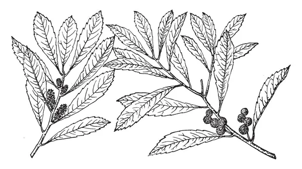 Этом Изображении Изображены Myrica Californica Маленькое Дерево Рисунок Винтажной Линии — стоковый вектор