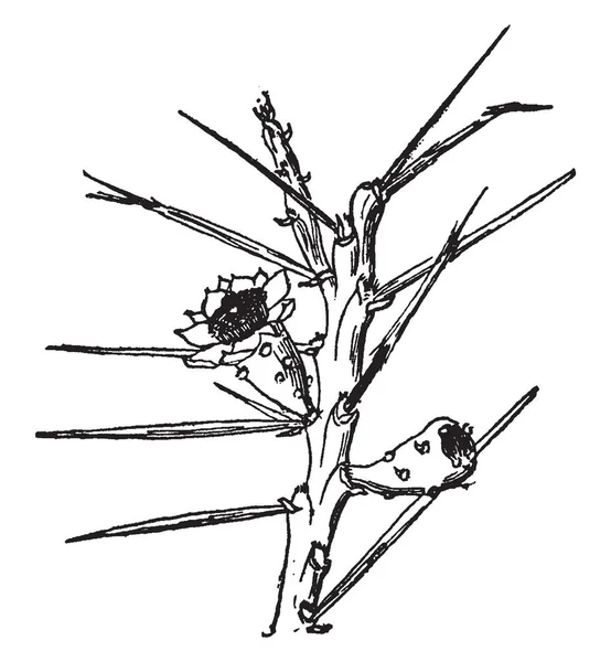 Uma Imagem Mostrando Espinhas Embainhadas Opuntia Leptocaulis Desenho Linha Vintage —  Vetores de Stock