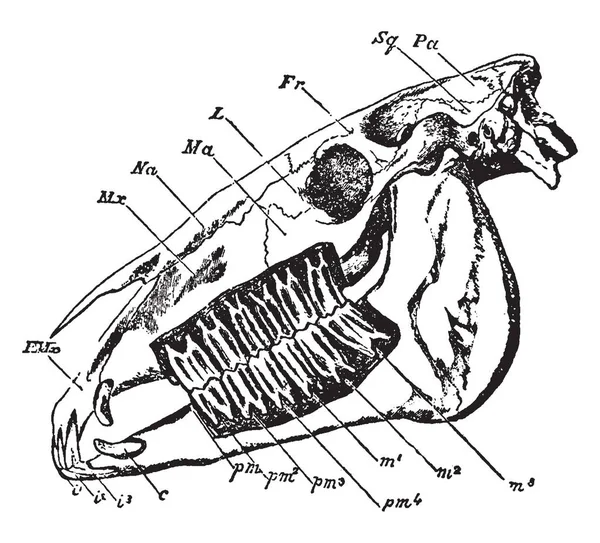 Cráneo Caballo Donde Caballo Doméstico Perissodáctilo Más Conocido Dibujo Línea — Archivo Imágenes Vectoriales