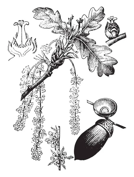 老式雕刻插图 Vie Dans Nature 1890年 — 图库矢量图片