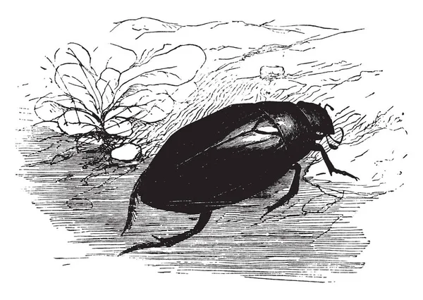 Olbrzymie Beetle Srebra Które Jest Powszechne Stawach Niektórych Miejscowościach Vintage — Wektor stockowy