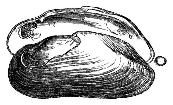 Margaritifera Anodonta Вінтажний Вигравіюваний Малюнок Vie Dans Nature 1890 — стоковий вектор