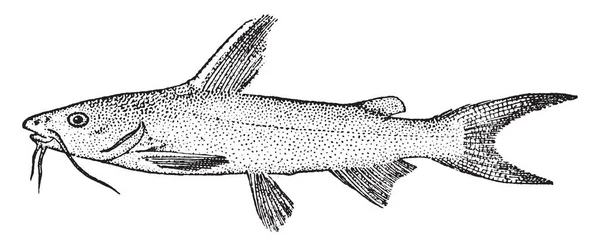 Saltwater Catfish Uma Espécie Peixe Gato Noroeste Atlântico Golfo México — Vetor de Stock