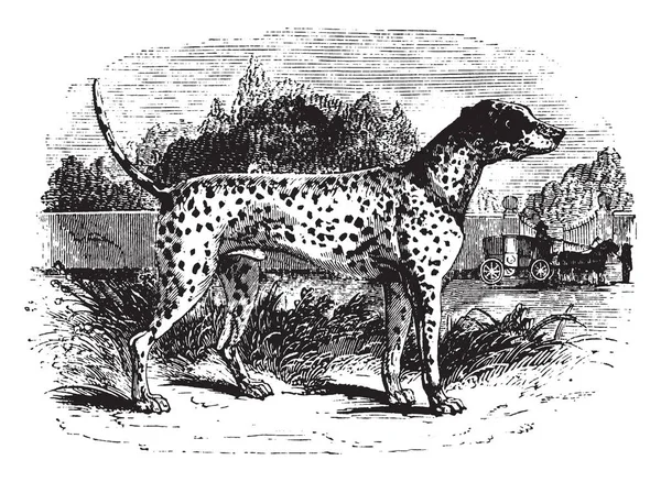 Dalmatian Uma Raça Cão Tamanho Médio Desenho Linha Vintage Gravura — Vetor de Stock