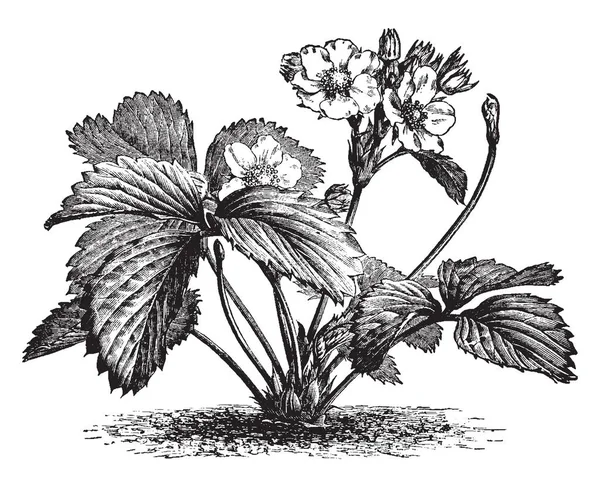 Bir çilek bitki çiçek görüntüsünü. Böcekler, vintage çizgi çizme veya oyma illüstrasyon için kolayca erişilebilir çok sayıda kısa Stamens vardır.