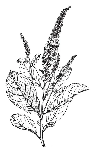 Resim WestLothian Tomentosa dal öyle dik yaprak döken bir çalı ve güzel kokulu beyaz çiçekler, vintage çizgi çizme veya oyma illüstrasyon.