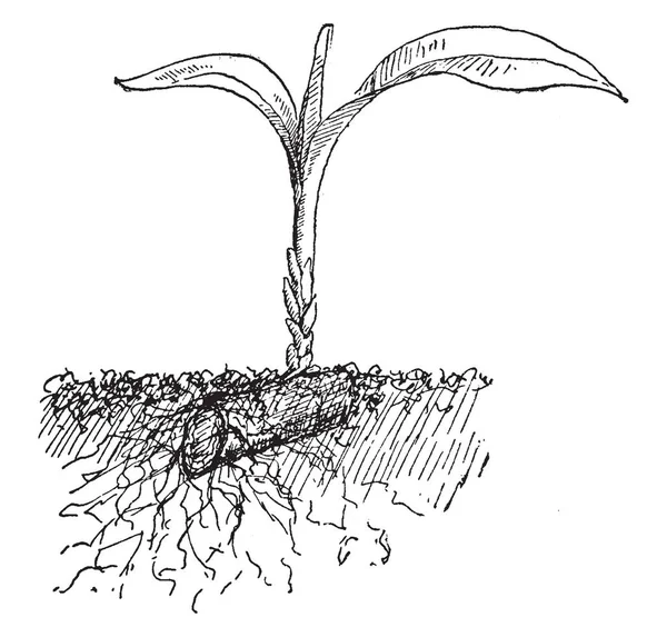 Γένος Τροπικών Δέντρων Και Θάμνων Στην Οικογένεια Σπαράγγια Εγγενές Στην — Διανυσματικό Αρχείο