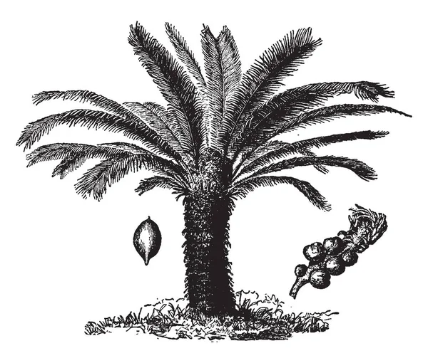 一张中国萨戈棕榈的照片 Sago 棕榈是几种植物的常见名称 这些植物被用来生产一种被称为 Sago 的淀粉食物 即复古线条绘画或雕刻插图 — 图库矢量图片