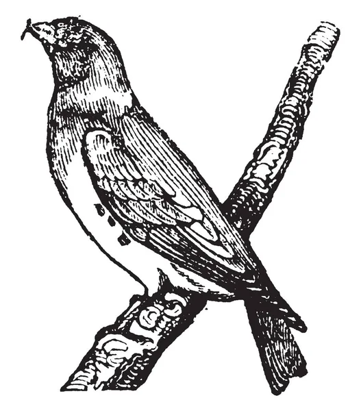 Gli Uccelli Trasversali Mangiano Semi Coni Conifera Maturi Illustrazione Linee — Vettoriale Stock