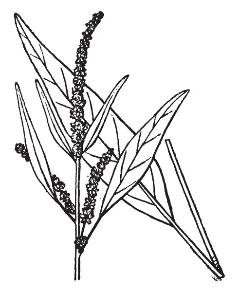 Acnida の草花です 背の高い水麻の葉は細長いがち ビンテージ ライン描画または彫刻の図 — ストックベクタ