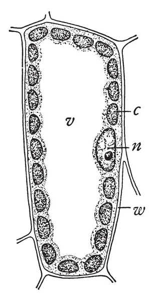Diese Bildstruktur Aus Mesophyll Zelle Chloroplast Kinn Innen Und Einem — Stockvektor