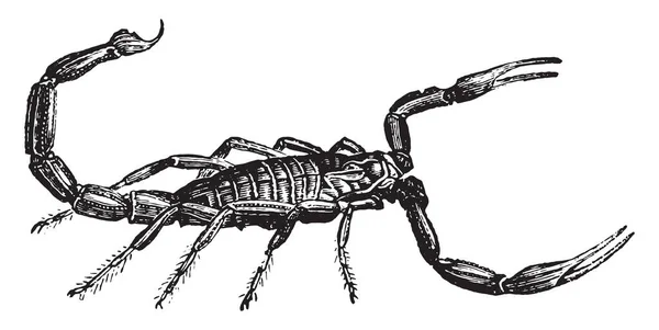 Escorpião Vintage Gravada Ilustração História Natural Dos Animais 1880 — Vetor de Stock