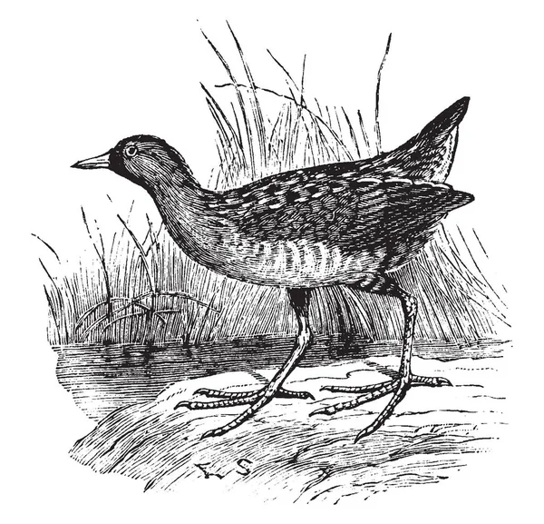 Sora Rail Una Especie Ave Europa Dibujo Línea Vintage Ilustración — Vector de stock