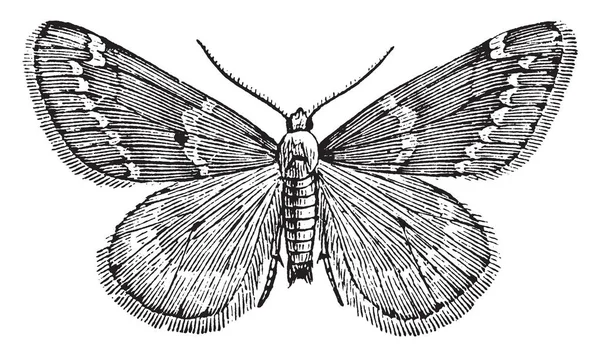 White Spotted Cankerworm Moth Que Uma Espécie Paleacrita Vernata Desenho — Vetor de Stock