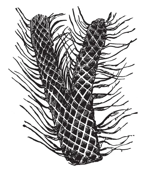 这是解剖工厂的一部分 茎看起来像一个在致密螺旋的机制 树皮的茎外表面被标记为菱形 鳞片状标记 复古线条画或雕刻插图 — 图库矢量图片