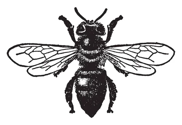 Worker Honey Bee Sont Sous Ensemble Abeilles Dessin Ligne Vintage — Image vectorielle