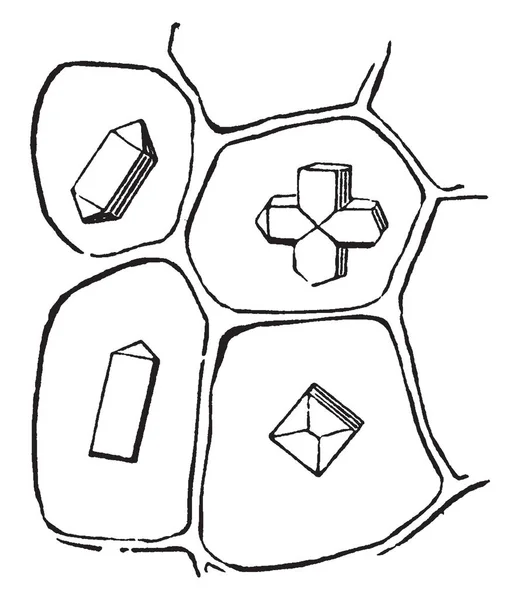 有四种类型的洋葱放大有 洋葱基部细胞的这一部分 每个单元由不同的功能 复古线绘图或雕刻插图 — 图库矢量图片