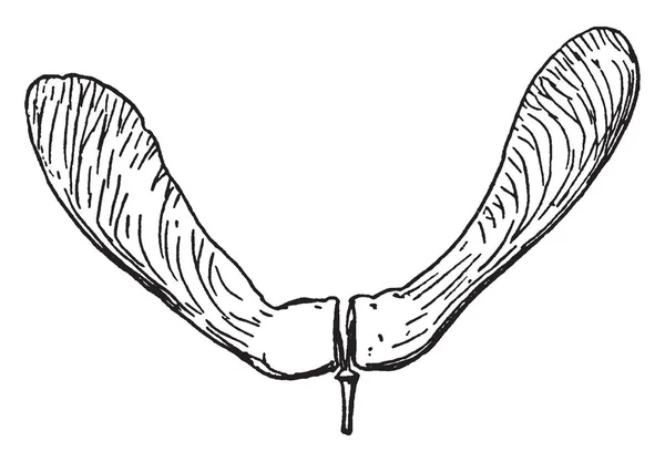 Ein Bild Das Samara Zeigt Eine Geflügelte Nuss Oder Achene — Stockvektor
