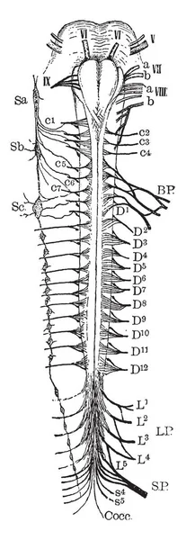 Base Médula Espinal Cerebral Los Nervios Espinales Trazado Líneas Vintage — Archivo Imágenes Vectoriales