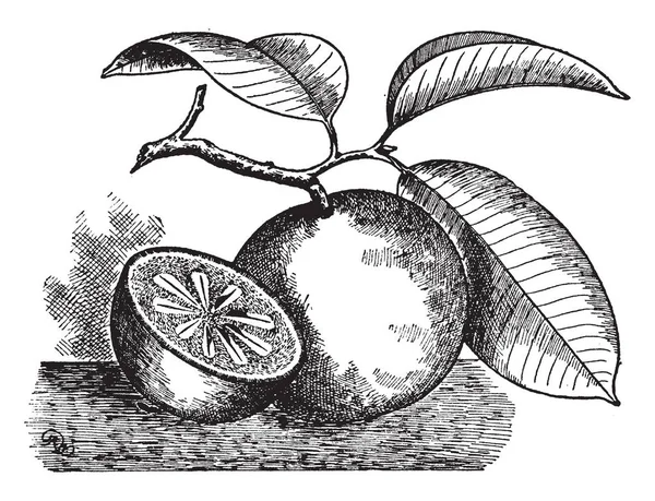 Esta Foto Manzana Estrellada Tipo Fruta Esta Forma Manzana Redondeada — Vector de stock