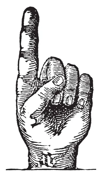 Finger Sind Eine Der Extremitäten Der Hand Vintage Linienzeichnung Oder — Stockvektor