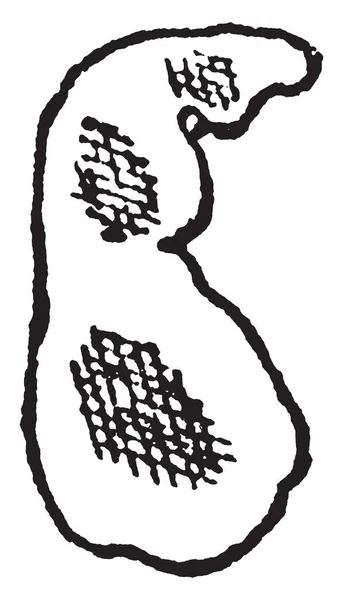 Груша Дизайн Печать Миндаль Часто Охватывает Поле Винтажные Линии Рисунок — стоковый вектор