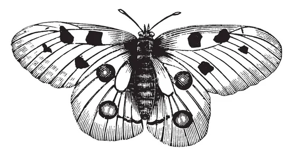 Butterfly Insekt Macrolepidopteran Kladen Rhopalocera Från Ordningen Lepidoptera Vintage Linje — Stock vektor
