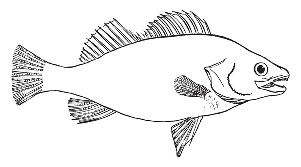 魚がベアリングの桁 ビンテージの線描画や彫刻イラストで手足を持たない水生 Craniate 動物ギルです — ストックベクタ