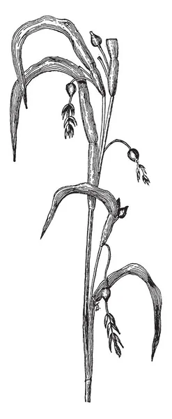 草长四英尺高 种子用作装饰珠 它被称为工作的泪水 复古线条画或雕刻插图 — 图库矢量图片