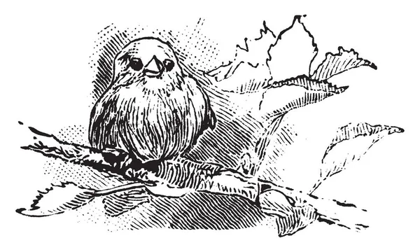 Один Птах Гілці Вінтажний Малюнок Або Гравюрна Ілюстрація — стоковий вектор