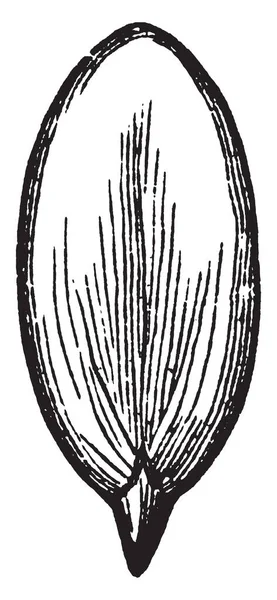 Sebuah Gambar Menunjukkan Embrio Bunga Squash Hal Ini Panjang Berbentuk - Stok Vektor