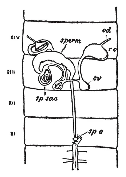 Vrouwelijke Earthworm Reproductieve Systeem Dat Zich Elfde Naar Veertiende Segment — Stockvector