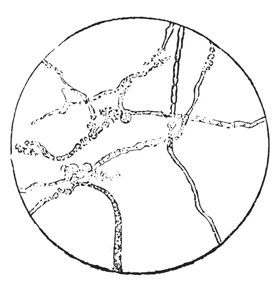Amylomyces Rouxii 有酸素生活 ヴィンテージには 図が刻まれています 産業百科事典 1875 — ストックベクタ