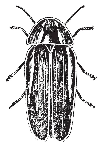 Lampyris Savignii Род Светлячков Рисунок Винтажных Линий Гравировка — стоковый вектор