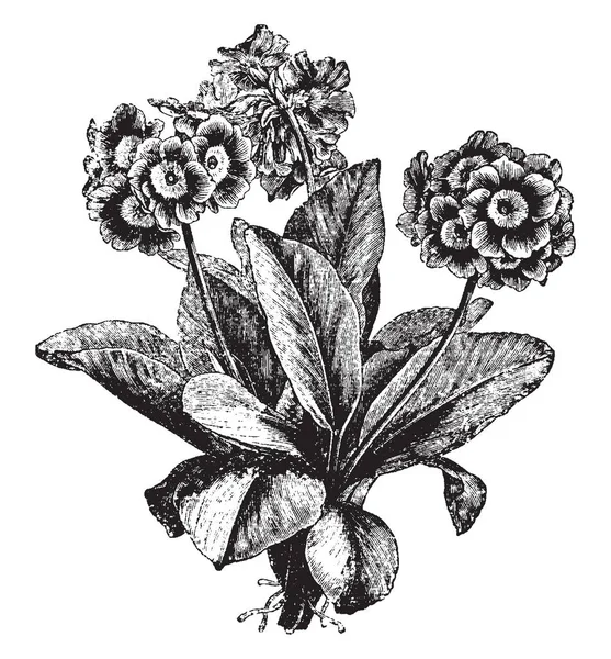 Bild Primula Auricula Blomma Växt Det Vintergrön Perenn Växt Anläggningen — Stock vektor