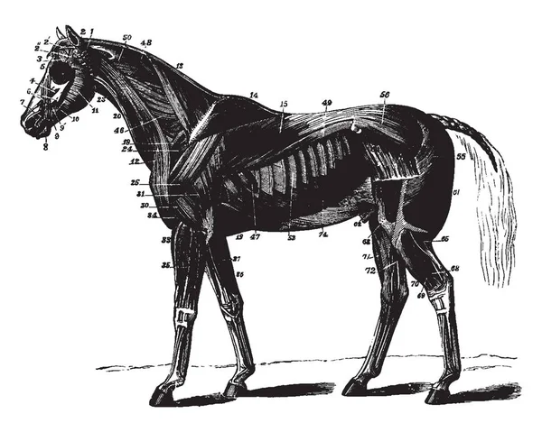 Superficial Muscles Horse Dorsal Serratus Magnus Present Vintage Line Drawing — Stock Vector