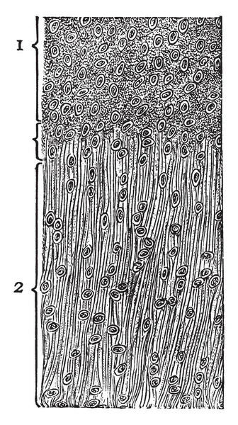 Affichage Cartilage Avec Matrice Cellule Dessin Ligne Vintage Illustration Gravure — Image vectorielle