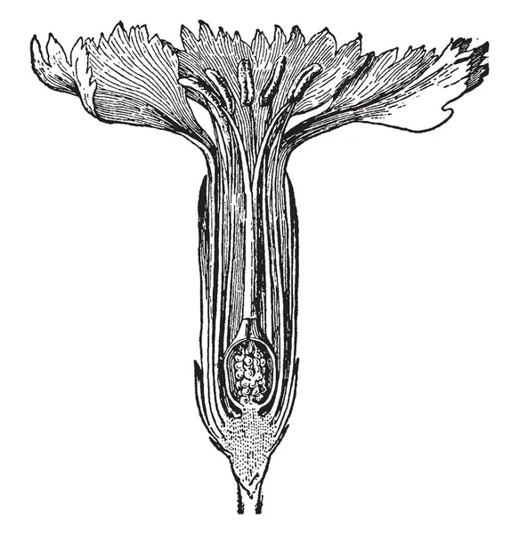 Obraz Květ Karafiátu Sekce Tomto Obrázku Jsou Vám Ukázat Prašník — Stockový vektor