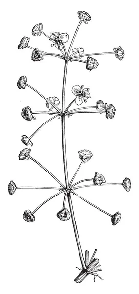 这株小而薄 茎是非常薄和长 花是小的 它有三花瓣它是附加到分支 花药是在花 复古线条画或雕刻插图 — 图库矢量图片