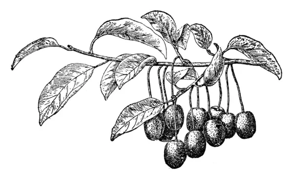 Una Imagen Muestra Elaeagnus Multiflora Comúnmente Conocida Como Goumi Gumi — Vector de stock